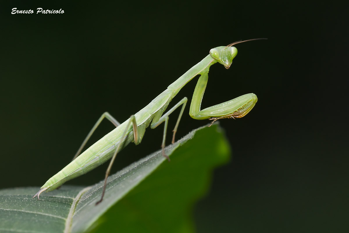 Ninfa di Mantis religiosa.